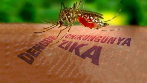 Ca nhiễm bệnh mới được phát hiện dương tính với Zika là bệnh nhân cư trú tại Quận 5.