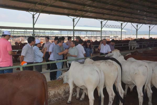 Tỉnh Kon Tum vừa ra văn bản về việc chấm dứt dự án trồng cỏ, nuôi bò thịt công nghệ cao của Công ty HAG.
