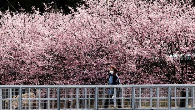 Hoa anh đào đang nở rộ, đẹp lộng lẫy ở Tokyo, Nhật Bản (Ảnh: Getty Images)