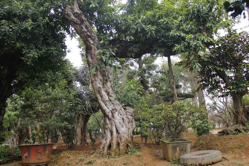Vườn cây bóng mát 40 tỷ của đại gia Hà Thành