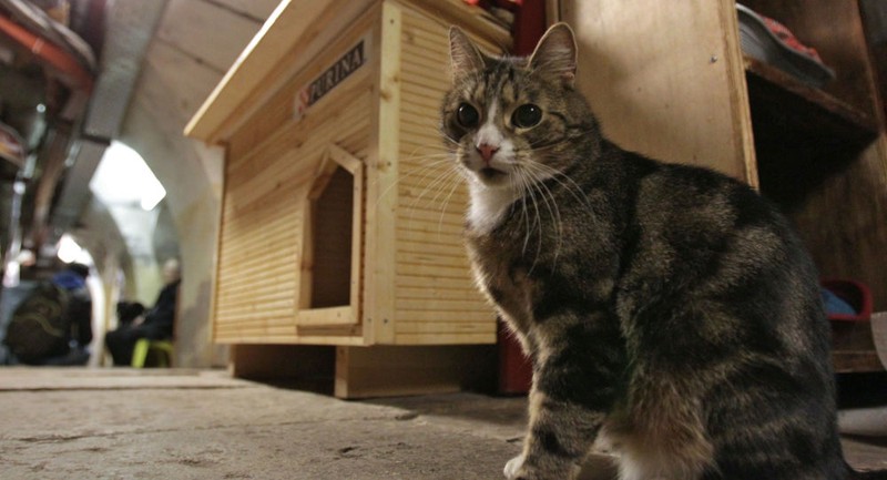 Các chú mèo Hermitage trở thành điểm đến hấp dẫn nhất thế giới