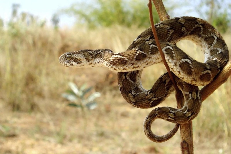 Rắn lục hoa cân, một trong hai loài rắn có nọc độc nguy hiểm nhất hiện nay (Ảnh: Pinterest)