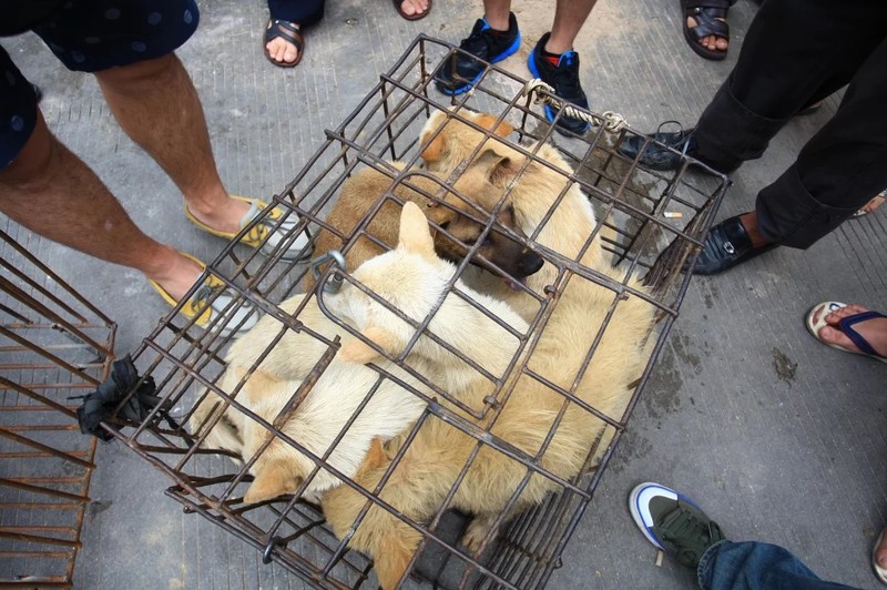 Ăn thịt chó, mèo từ lâu đã là vấn đề gây tranh cãi ở Trung Quốc (Ảnh: SCMP)