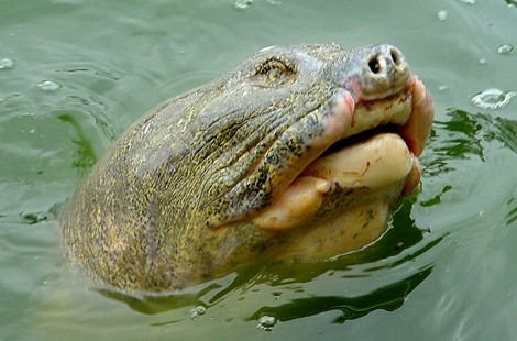 Rùa Hồ Gươm trong một lần nổi lên khỏi mặt nước  