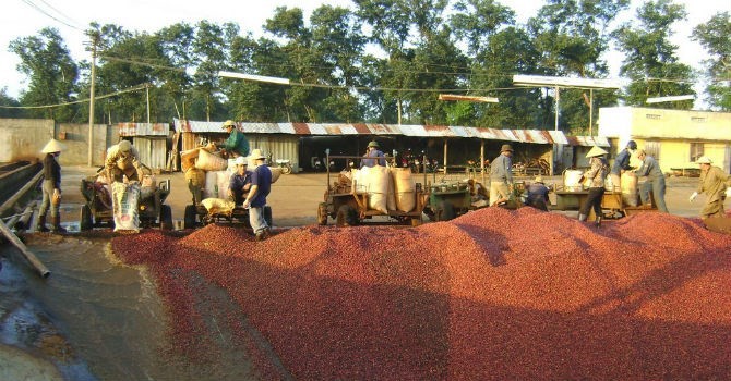 Cà phê Việt Nam xuất khẩu vào Ả Rập Xê Út bị phát hiện nhiễm hóa chất