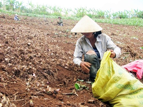 Những nông dân trồng dong riềng trên đất dốc của Tây Nguyên. Ảnh: T.T.H