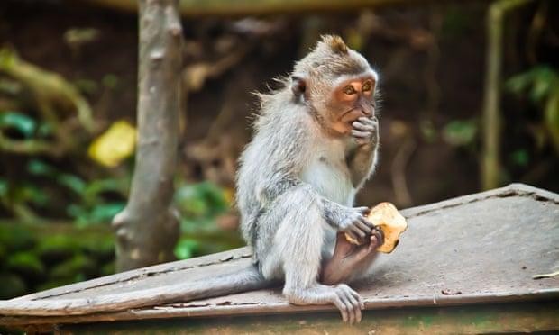 Những con khỉ tại đến Uluwatu, Bali rất tinh ranh (Ảnh: The Guardian)