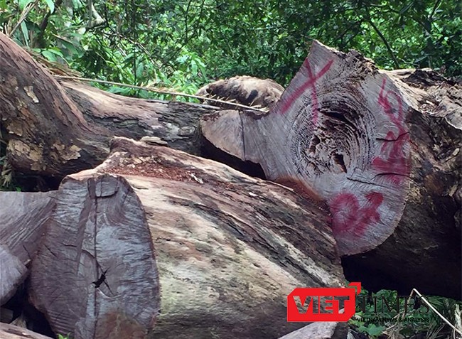 Đã có 16 cây gỗ đứng đường kính lên đến hơn 1,4m bị chặt hạ tại khu du lịch Nhất Lâm Thủy Trang Trà, thuộc rừng Sơn Trà