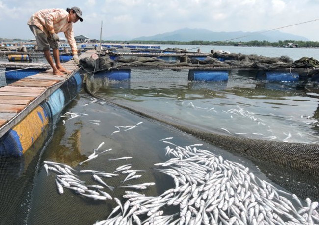 TAND TP Vũng Tàu vừa tuyên án buộc 11 doanh nghiệp chế biến hải sản tại Tân Hải bồi thường cho các hộ nuôi cá lồng ở Long Sơn số tiền hơn 13,2 tỷ đồng vì hành vi xả thải.