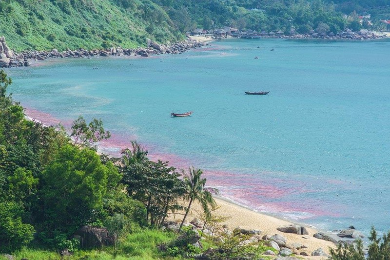“Vệt nước đỏ” xuất hiện trên vùng biển bán đảo Sơn Trà và vịnh Đà Nẵng là ấu trùng ruốc theo gió trôi dạt vào bờ
