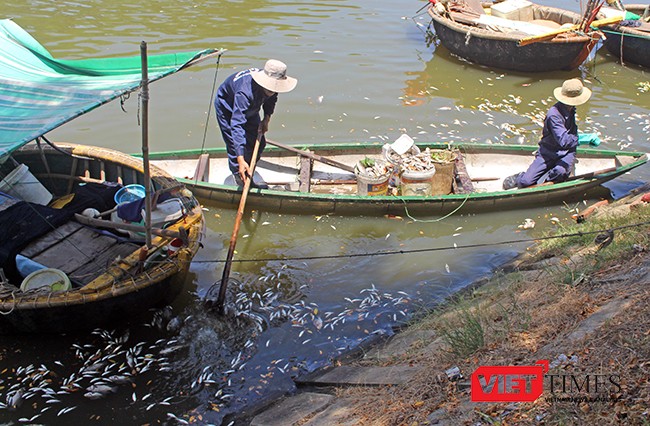 Lực lượng chức năng đang nỗ lực vớt cá chết trên kênh Phú Lộc