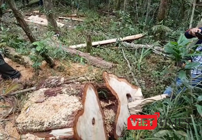 Quảng Nam khẩn trương điều tra vụ phá rừng phòng hộ theo chỉ đạo của Thủ tướng