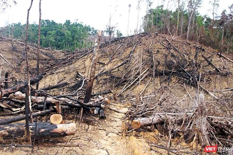 Hiện trường vụ phá rừng Tiên Lãnh (Tiên Phước, Quảng Nam)