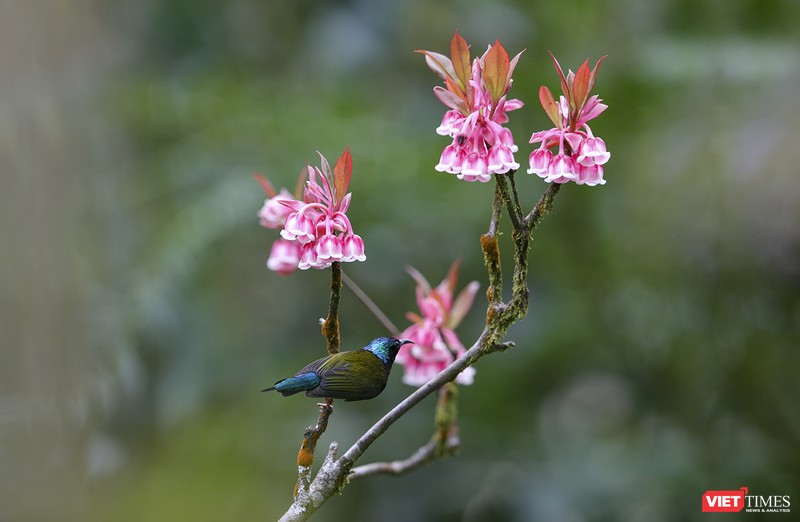 Chim hút mật trên hoa đào chuông khoe sắc ở đỉnh Bà Nà (ảnh Hồ Xuân Mai)