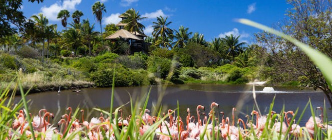 Thế giới động thực vật phong phú trên hòn đảo xa xỉ Necker - Ảnh: Virgin