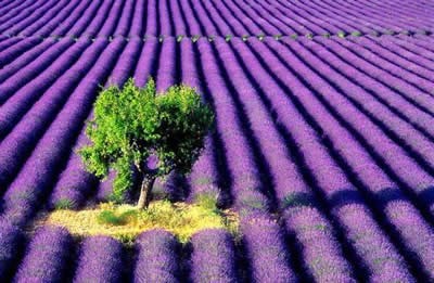 Rực rỡ cánh đồng hoa oải hương ở Pháp