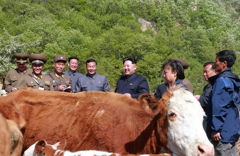 Ông Kim Jung Un trong một buổi thị sát ở nông trường chăn nuôi của Triều Tiên