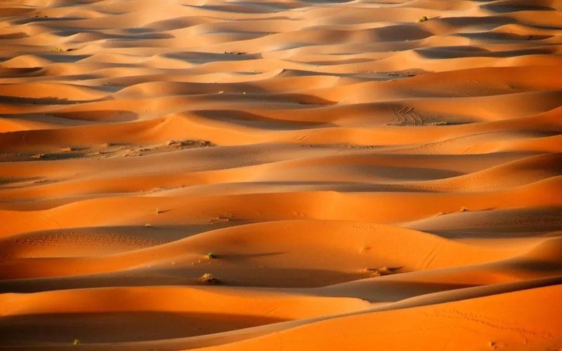 Sahara từng là thiên đường sự sống? Ảnh: Sohu