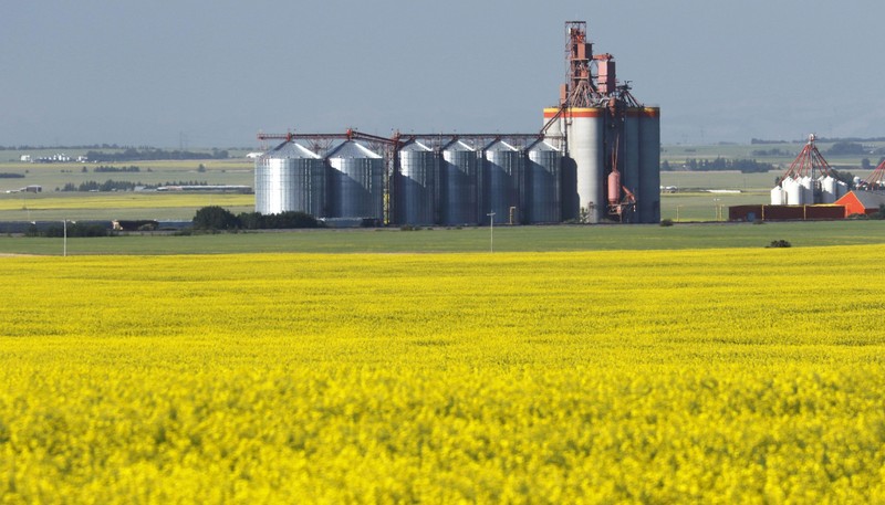 Những nông dân trồng cải dầu, ngành nông nghiệp và kinh tế Canada sẽ bị thiệt hại nghiêm trọng  trước quyết định cấm nhập hạt cải dầu của hải quan Trung Quốc.