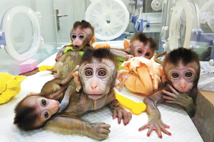 5 con khỉ đã được các nhà khoa học Trung Quốc cấy gene người vào não.