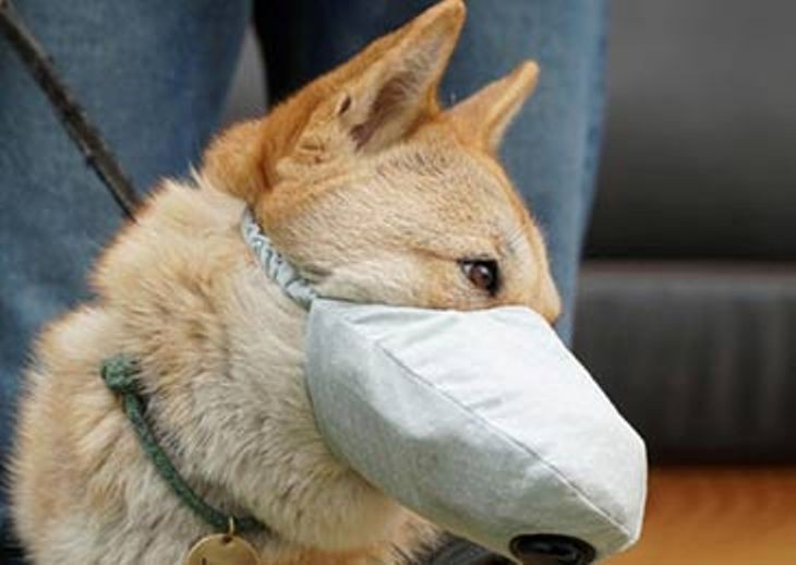 Thông tin tìm thấy nCoV trong khoang miệng và mũi chó nuôi trong nhà bệnh nhân COVID-19 ở Hồng Kông đang gây xôn xao dư luận. (Ảnh: Guancha)