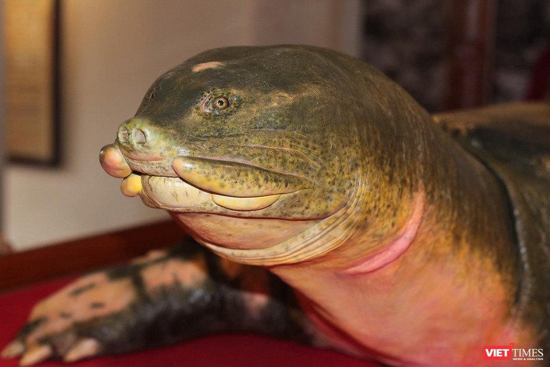 Tiêu bản cụ rùa Hồ Gươm được chế tác sống động từ hình dáng đến thần thái.