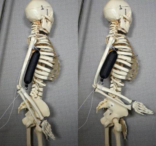 Cơ bắp nhân tạo được sử dụng để nâng cánh tay của bộ xương lên 90 độ. Ảnh: Aslan Miriyev/Columbia Engineering.