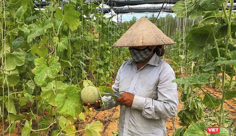 Nông dân Đà Nẵng trồng dưa lưới bằng kỹ thuật canh tác mới (ảnh H.H)