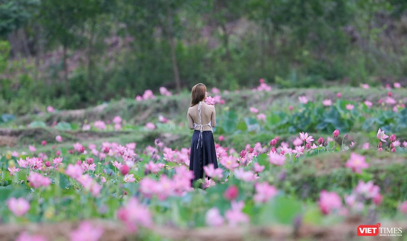 Giới trẻ ghi lại những khoảnh khắc bên cánh đồng sen lớn Trà Lý (Quảng Nam)