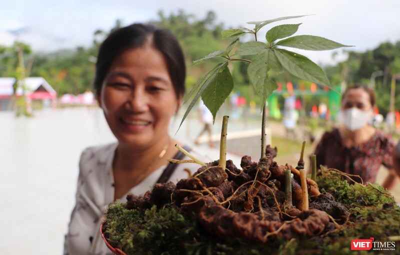 Cây Sâm Ngọc Linh-sản phẩm dược liệu có giá trị kinh tế ở Quảng Nam