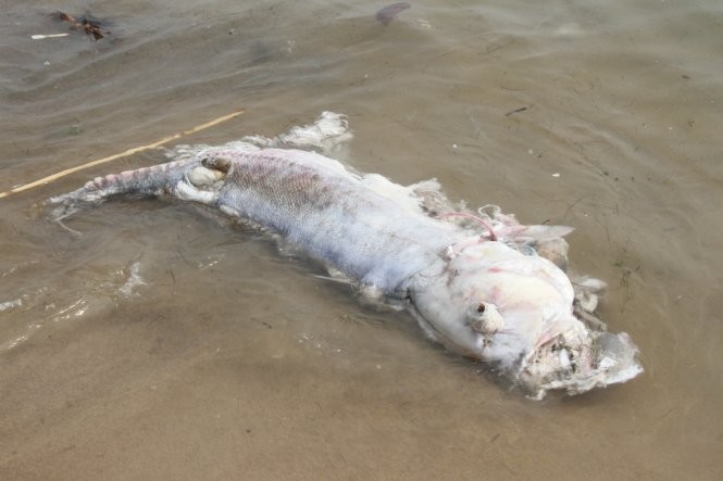 Cá to hơn chục kg đã chết thối rữa dạt vào bờ biển sáng 29-4 - Ảnh: Đoàn Cường