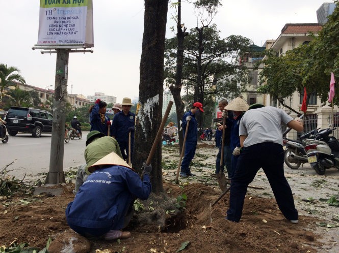 Cây xanh bị chặt hạ trên đường phố Hà Nội - Ảnh: TTO