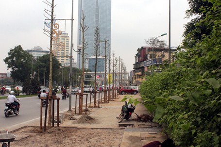 Hàng cây gỗ mỡ trên đường Nguyễn Chí Than