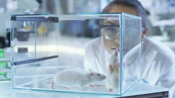 Chuột là loài vật thường được sử dụng trong các thí nghiệm y tế (ảnh Internet)