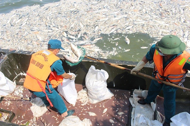 Hơn 100 tấn cá chết tại Hồ Tây đã được thu vớt, đưa đi xử lý.