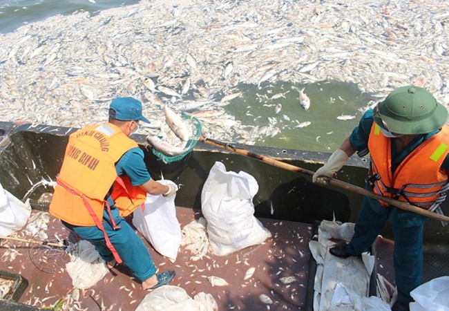 Công nhân môi trường vớt cá chết Hồ Tây đi tiêu hủy