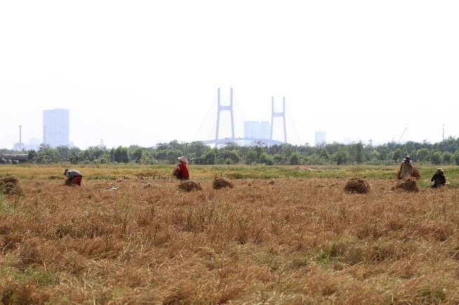 Một cánh đồng lúa ở quận 2 trở thành điểm hẹn cho những người nghèo miền Tây dịp cuối năm lên gặt lúa thuê kiếm tiền sắm tết