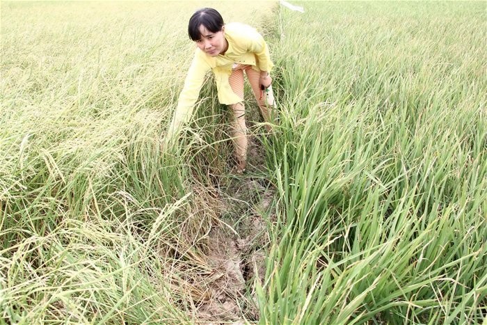 Diện tích lúa bị thiệt hại ở nhiều địa phương tăng lên rất nhanh. Trong ảnh là một ruộng lúa bị ảnh hưởng bởi hạn, mặn ở ĐBSCL. Ảnh: Trung Chánh