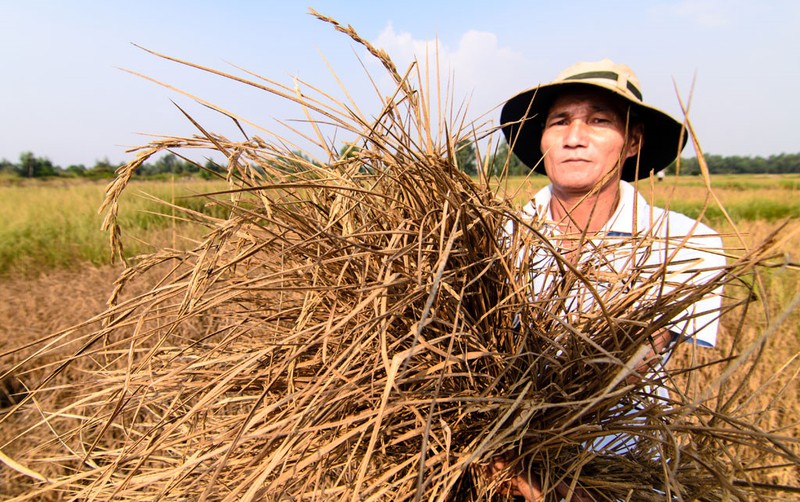 Hạn hán là một trong những nguyên nhân khiến nông nghiệp Việt Nam tăng trưởng âm. Ảnh: VNA