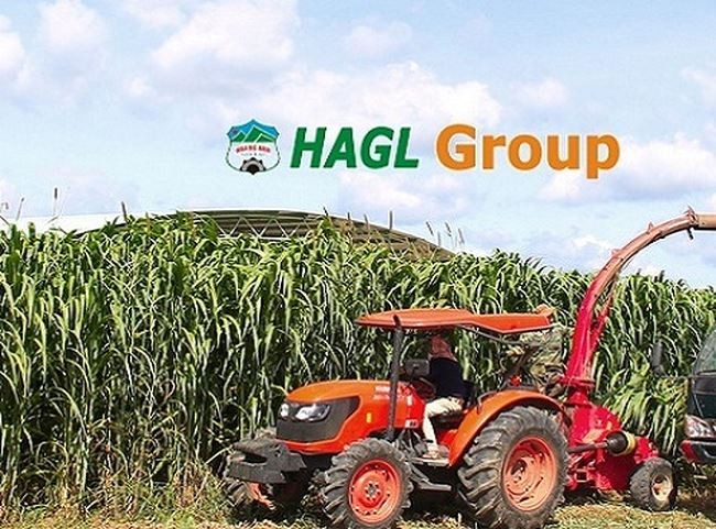 HAGL Agrico và HAGL đang tích cực tái cấu trúc nợ. (Ảnh: Internet)