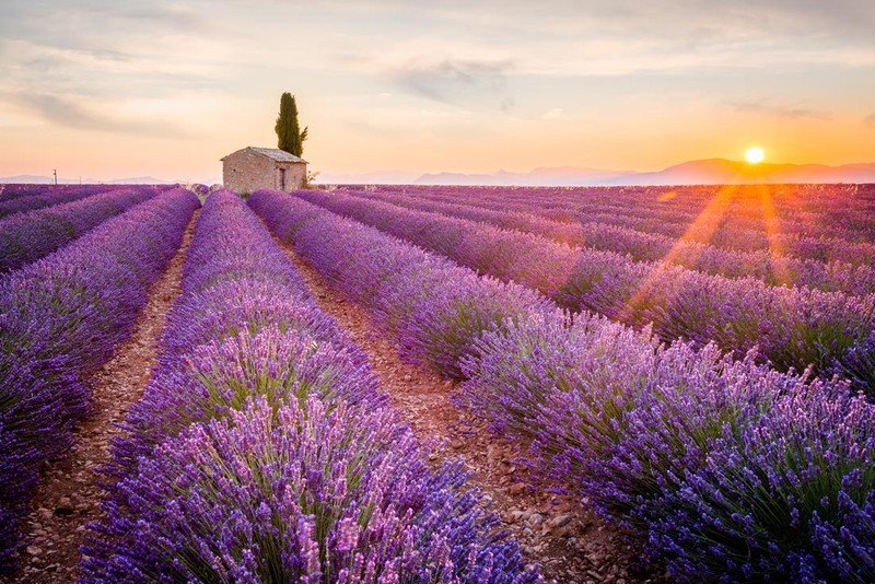 Cánh đồng hoa oải hương đẹp lộng lẫy ở Provence, Pháp