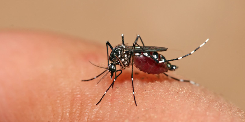 Thời tiết Hà Nội nóng ẩm, có mưa rải rác là điều kiện thuận lợi cho muỗi truyền bệnh sốt xuất huyết phát triển