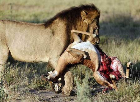 Video: Những pha săn mồi kinh điển của sư tử