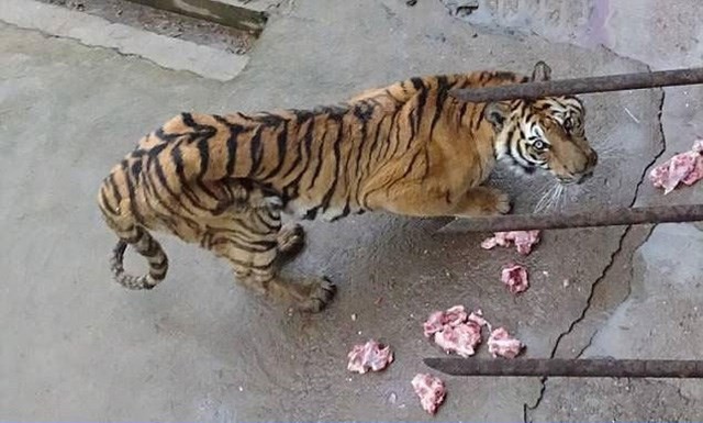 Vườn thú để hổ chết đói, bán rượu ngâm xương