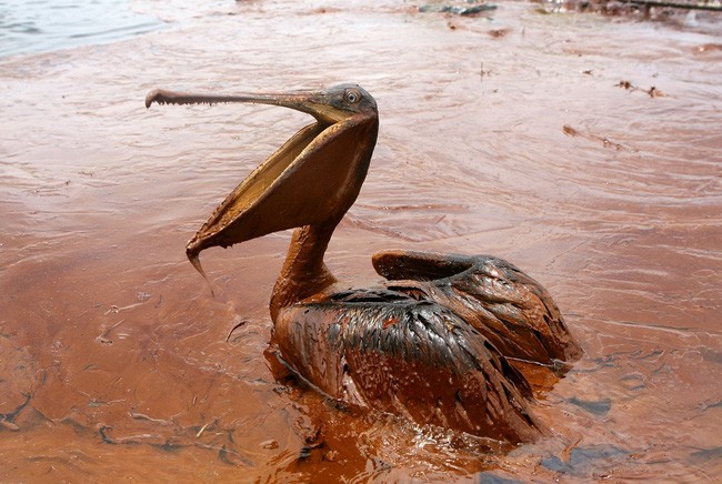 Một chú bồ nông đang ngồi trong vũng dầu ở đảo Queen Bess, bang Louisiana, Mỹ sau vụ nổ giàn khoan Deepwater Horizon vào ngày 20/4/2010. Nhiều tháng sau thảm họa này, dầu vẫn tràn lênh láng trên mặt biển.