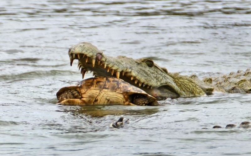 Hài hước cảnh cá sấu nuốt chửng rùa bất thành