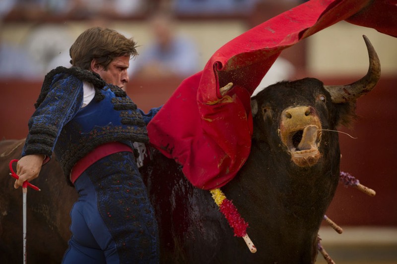 Dũng sĩ đấu bò Tây Ban Nha Julian Lopez El Julie trong một trận đấu.