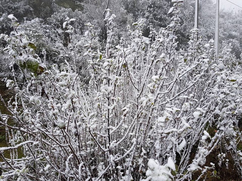Băng giá, mưa tuyết đã bắt đầu xuất hiện ở Sapa sáng qua (31/1).