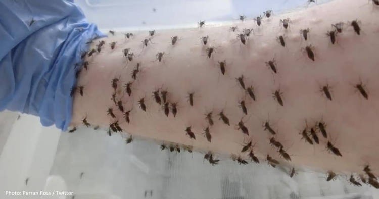 Tiến sĩ Perran Stott-Ross để hàng nghìn con muỗi đốt vào tay (Ảnh: OC)