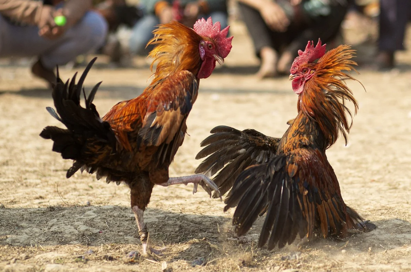 Chọi gà vẫn là môn thể thao máu lửa phổ biến ở Philippines (Ảnh: SCMP)